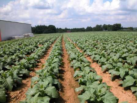 A field of plants