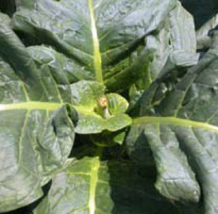 Close up of a plant